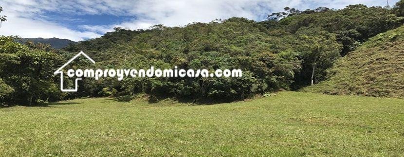 Finca productiva de Aguacate Hass en venta