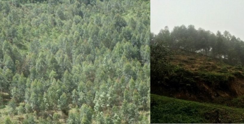 Finca en Venta Pueblo Rico Risaralda - SBS072 -3