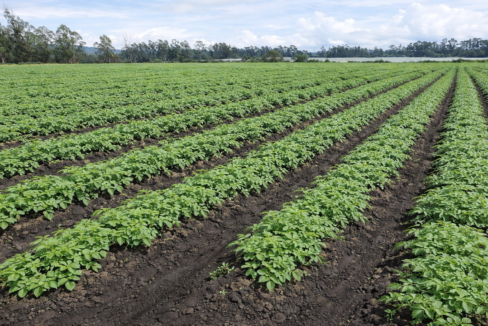 finca-productiva-en-facatativa-