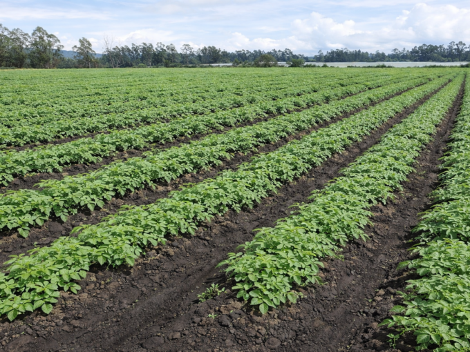 finca-productiva-en-facatativa-